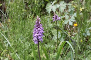 dactylorhiza maculata (3) (1200 x 800)